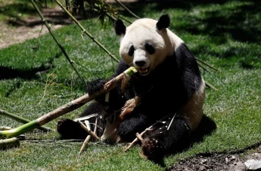 Cuplu de panda din China, primit la grădina zoologică din Madrid