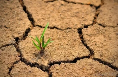 Засуха угрожает посевам на юге страны. Что рекомендуют эксперты