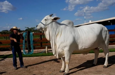 O vacă din Brazilia s-a vîndut cu o avere: ea are chiar și un bodyguard personal