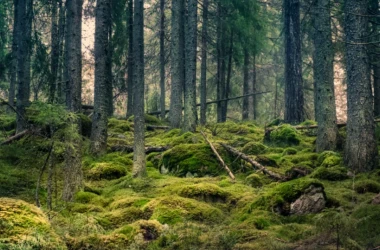 Autoritățile își propun să dezvolte pădurile private