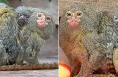 „Cea mai mică maimuță din lume” a dat naștere unor pui-gemeni