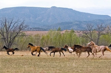 În Kazahstan, au ajuns cîțiva cai din singura specie cu adevărat sălbatică din lume