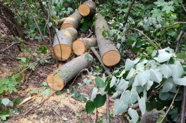 Copaci de tei, tăiați fără milă în padurea din sectorul Rîșcani: ce riscă răufăcătorii