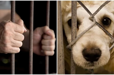 Parlamentul va examina inițiativa legislativă privind protecția animalelor