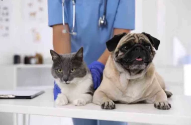 Medicamentele de uz veterinar vor fi înregistrate printr-o procedură simplificată
