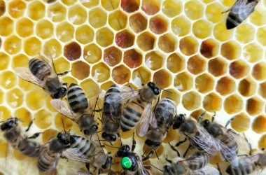 Comercializarea ilicită a reginelor de albine în vizorul inspectorilor ANSA