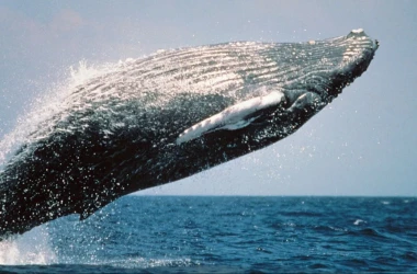 Balenele gri din Oceanul Pacific se micşorează din cauza schimbărilor climatice