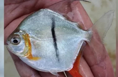 A fost descoperită o nouă specie de pești cu dinți asemănători celor umani