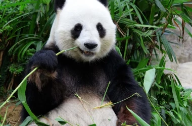 China promite Australiei alţi doi panda gigant