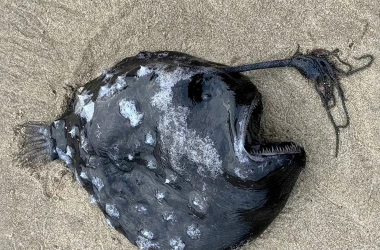 Un pește rar a fost adus la țărm în statul american Oregon