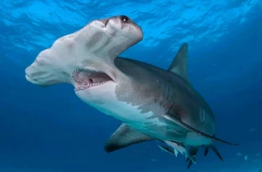 Акула напугала туристов на пляже в Испании