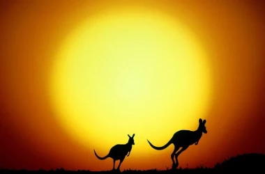 Эпичное противостояние кенгуру на фоне захода солнца