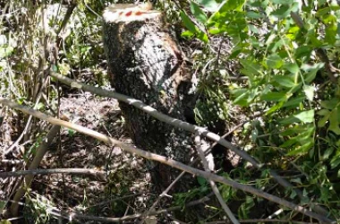 В Дондюшанах незаконно вырубили деревья