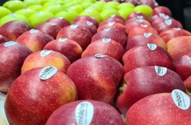 Экспорт молдавских яблок: объемы поставок и география продаж