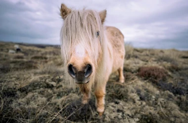 Ponei vindecători: În Marea Britanie, poneii au devenit animale de terapie în azilurile de bătrîni