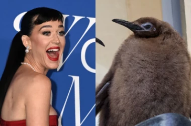 Katy Perry, printre fanii pinguinului Pesto, devenit vedetă în mediul online