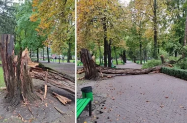 Огромное дерево рухнуло в парке Штефан чел Маре. Что говорят представители примэрии