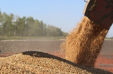 Rezervele de stat de grîu alimentar ating un nivel record