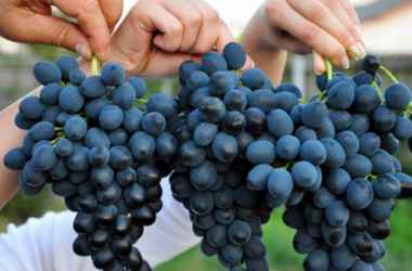 Почему полезно есть виноград с кожурой?