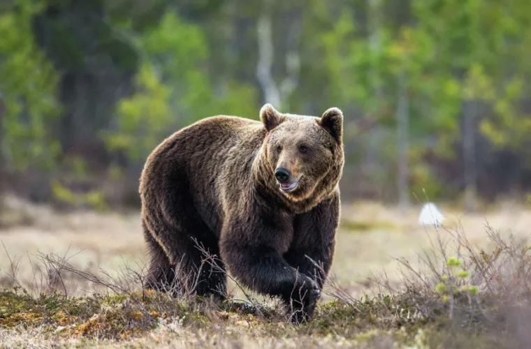 В Магадане крупный медведь забрел на автобазу и попытался напасть на мужчину (ВИДЕО)
