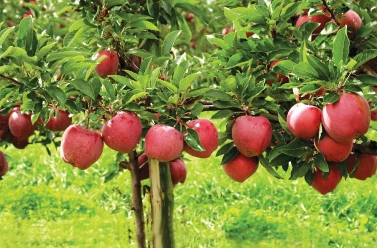 Anul acesta recolta de mere este mai mică