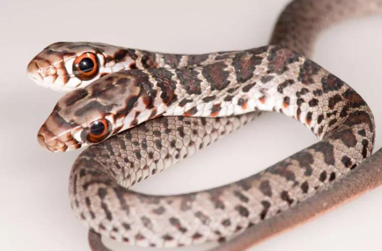 Un șarpe cu două capete a fost descoperit în Florida 