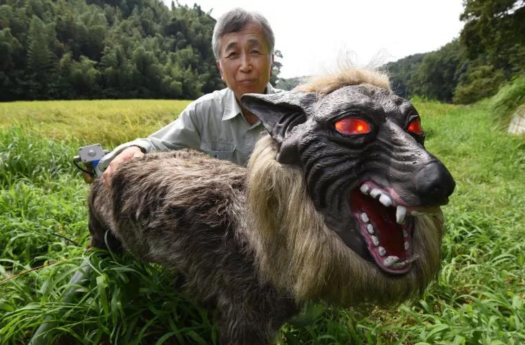 În Japonia oamenii folosesc lupi roboți pentru a speria urșii (VIDEO)