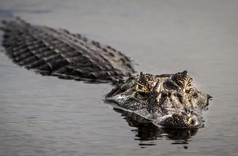 A fost descoperită o capacitate a aligatorilor necunoscută anterior 
