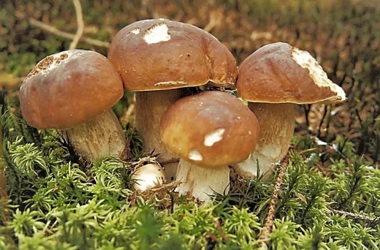 Atenție la ciuperci! Timp de zece zile, patru oameni au murit în urma intoxicației cu ciuperci