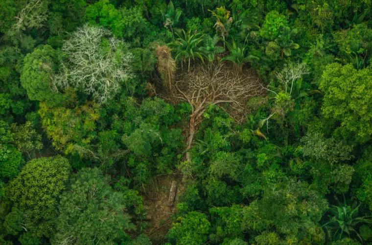&quot;Легкие&quot; Земли в опасности! В Амазонии вырубка лесов достигла угрожающих размеров