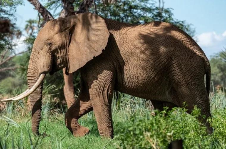 Намибия выставит на аукцион 170 диких слонов