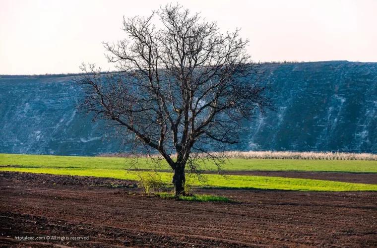 Copacii singuratici din Moldova, imortalizați de către fotograful Roman Friptuleac