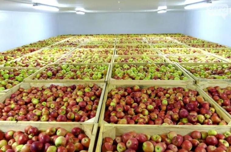 В Россию не пропустили более 20 тонн яблок из Молдовы