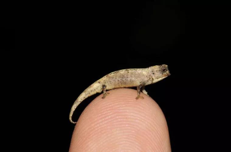 A fost descoperită cea mai mică reptilă de pe planetă 