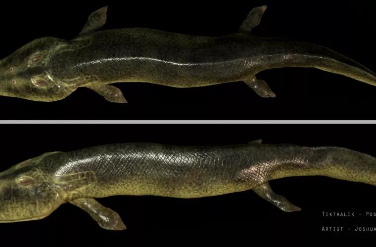 Seamănă cu un aligator: a fost recreat aspectul unui pește care a trăit cu 380 milioane de ani în urmă