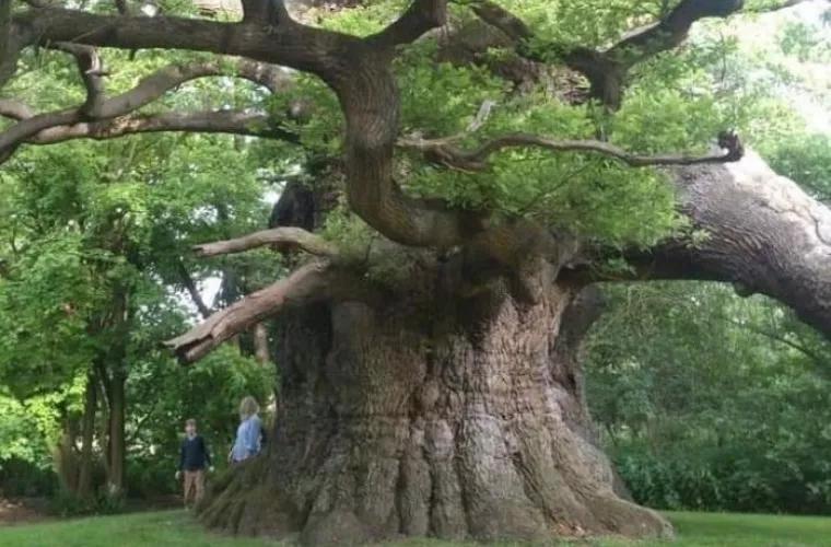 Acest stejar are 900 de ani! El se află în parcul Fredville, Marea Britanie