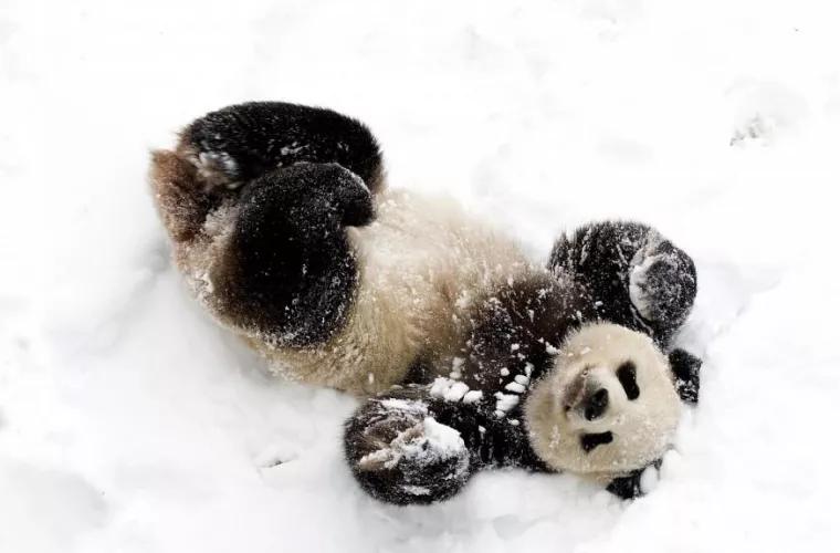 Радость для панды: Диндин научилась кататься со снежной горки