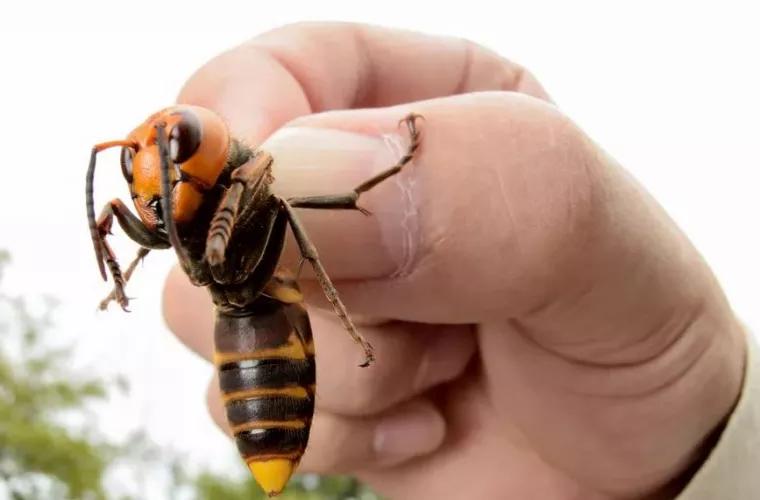 Albina uriașă a fost găsită după 38 de ani