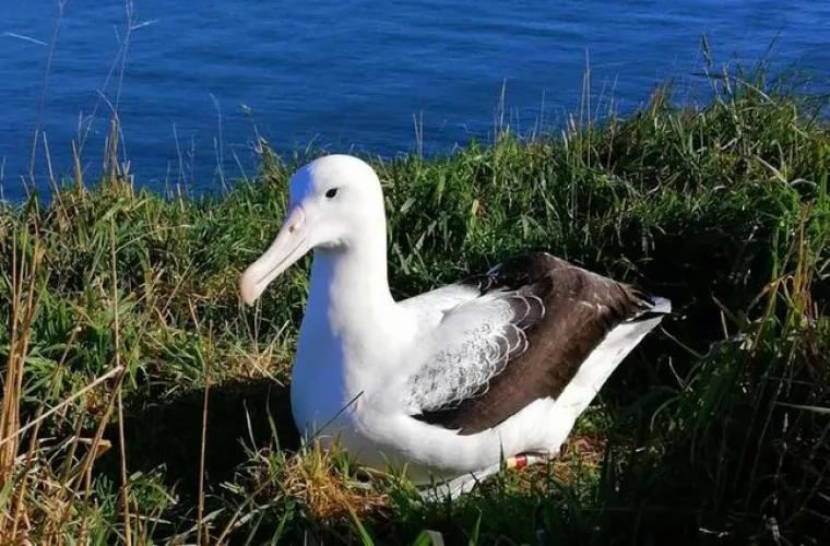 O înregistrare care surprinde aterizarea comică a unui albatros, devenită virală