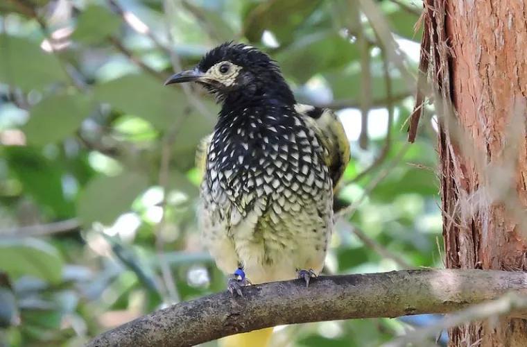 В Австралии редкие птицы из-за одиночества «забывают свои песни». Спасать ситуацию принялись ученые