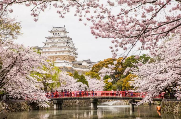 Festivalul florilor de cireş din Japonia, limitata de pandemie