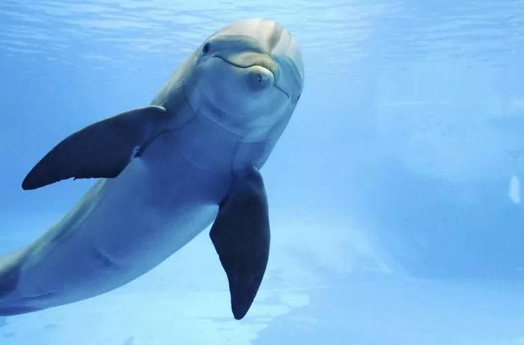 Povestea adevărată a delfinului Jack Pelorus, care a ghidat zeci de nave