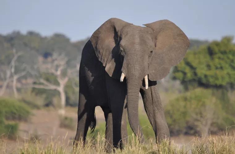 Elefanții africani sînt pe cale de dispariție