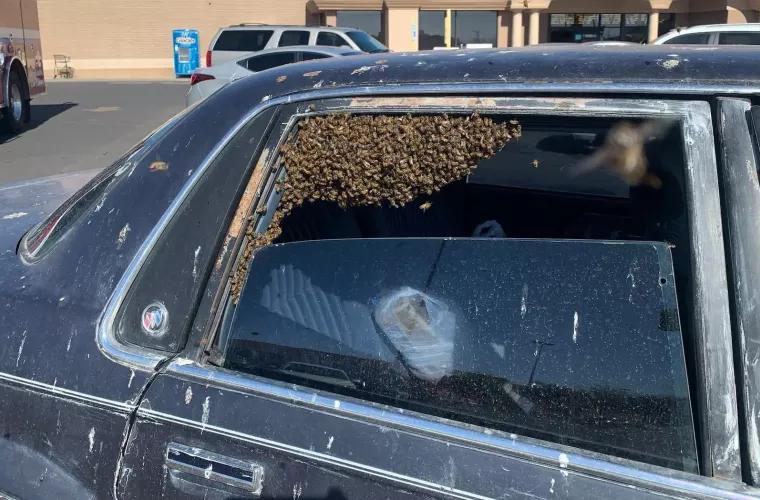 După ce a pornit mașina, un bărbat a văzut pe bancheta din spate un roi de albine