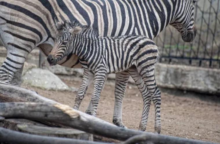 La Grădina Zoologică s-a născut un pui de zebră
