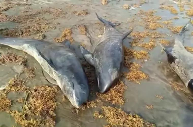 Zeci de pești și delfini au fost găsiți morți pe o plajă din Ghana