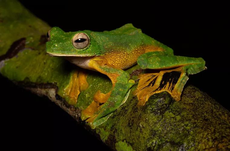 O nouă specie de broască, descoperită în Peru