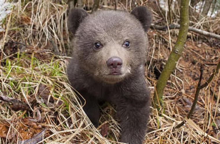 Pui de urs filmat „la furat” în România