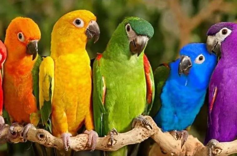 Care sînt, de speciile de papagali vorbitori