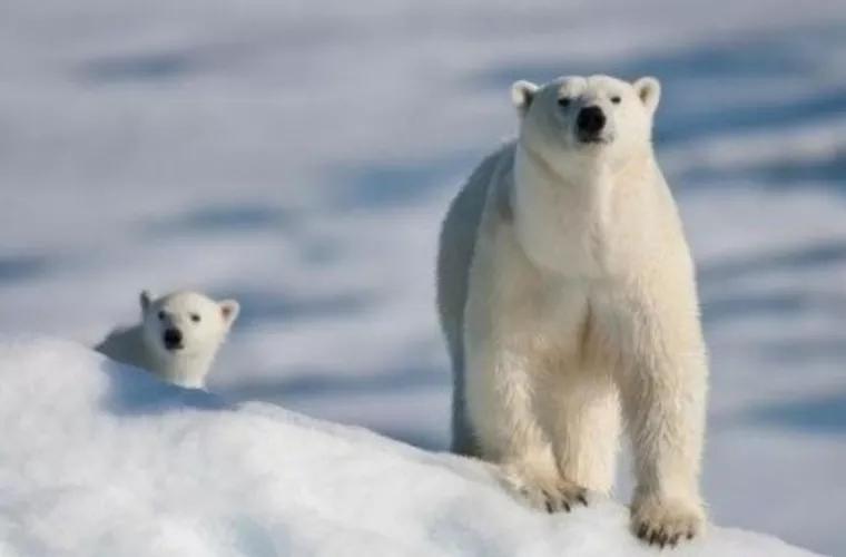 Urși polari înfometați au fost filmați în Siberia în timp ce aleargă agățați de o mașină de gunoi